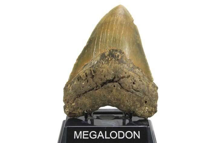 Serrated, Fossil Megalodon Tooth - Huge NC Meg #298809